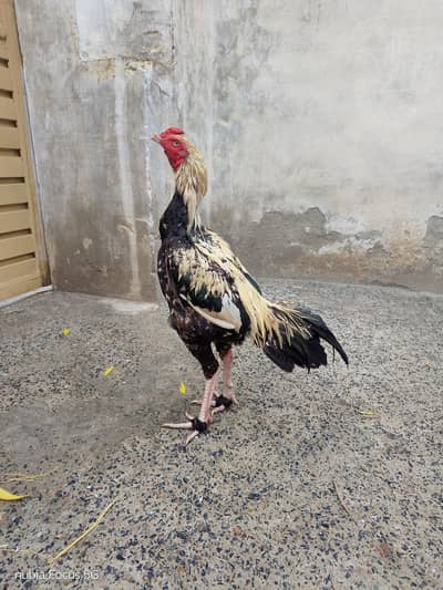 Aseel Pathy for sale in okara sahiwal
