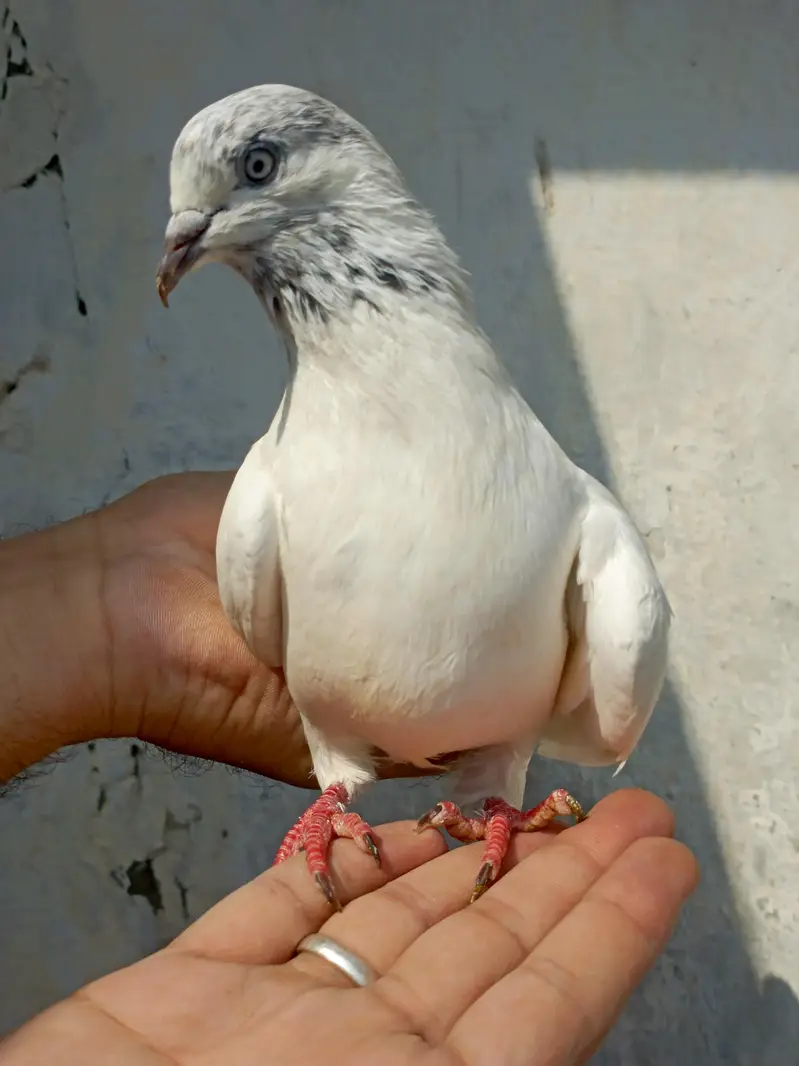 golden siyalkotior taddy — photo 10