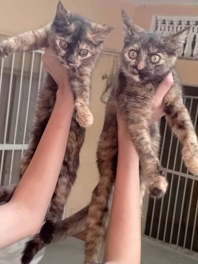 Cats pair each 5000