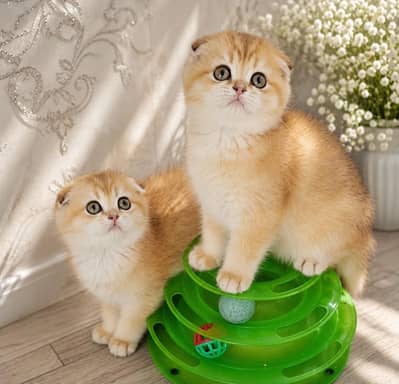 IMPORTED SCOTTISH FOLD KITTENS AVAILABLE FOR SALE