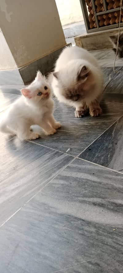 persian cats