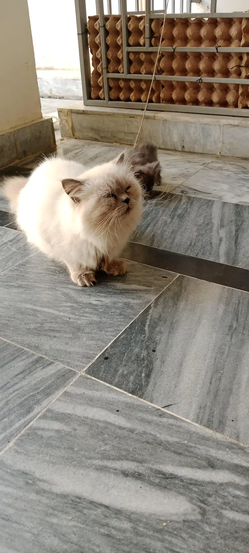 persian cats — photo 2