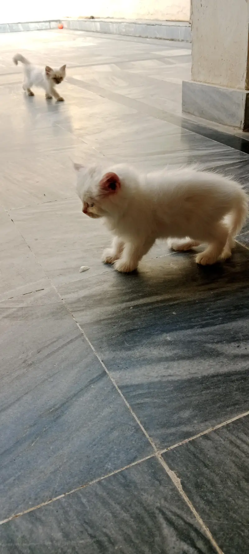 persian cats — photo 3