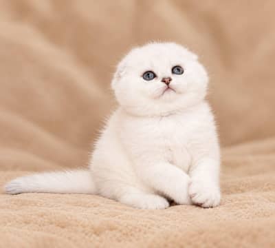 IMPORTED SCOTTISH FOLD KITTENS AVAILABLE FOR SALE