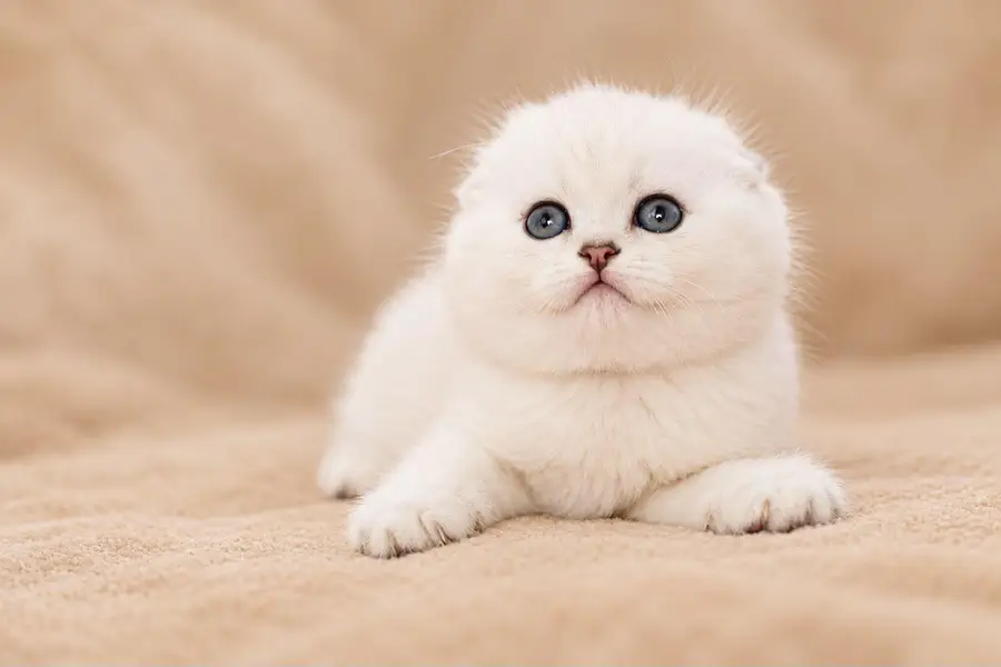 IMPORTED SCOTTISH FOLD KITTENS AVAILABLE FOR SALE — photo 2