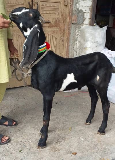 Beetal Bakra