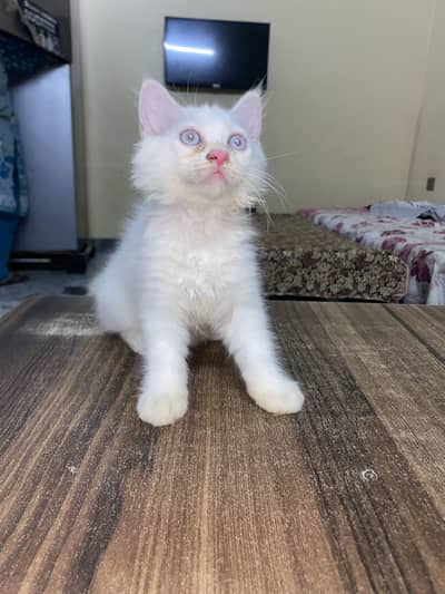 Siamese x Persian Kitten
