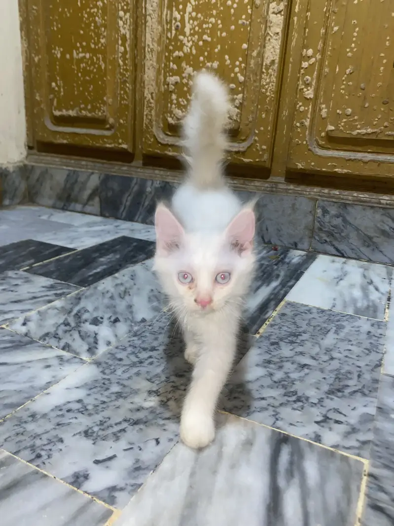 Siamese x Persian Kitten — photo 2