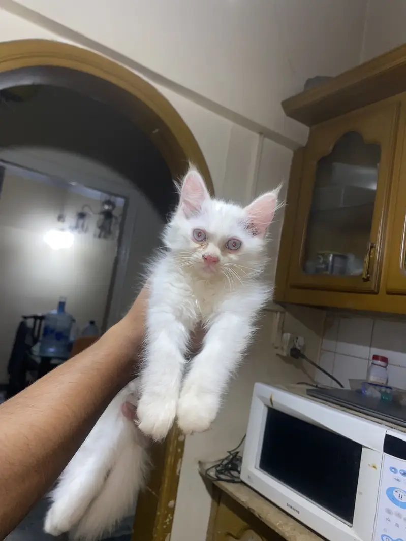 Siamese x Persian Kitten — photo 3