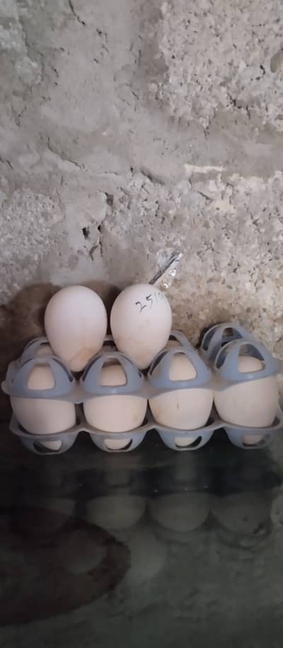 White Turkey "Fertile eggs"