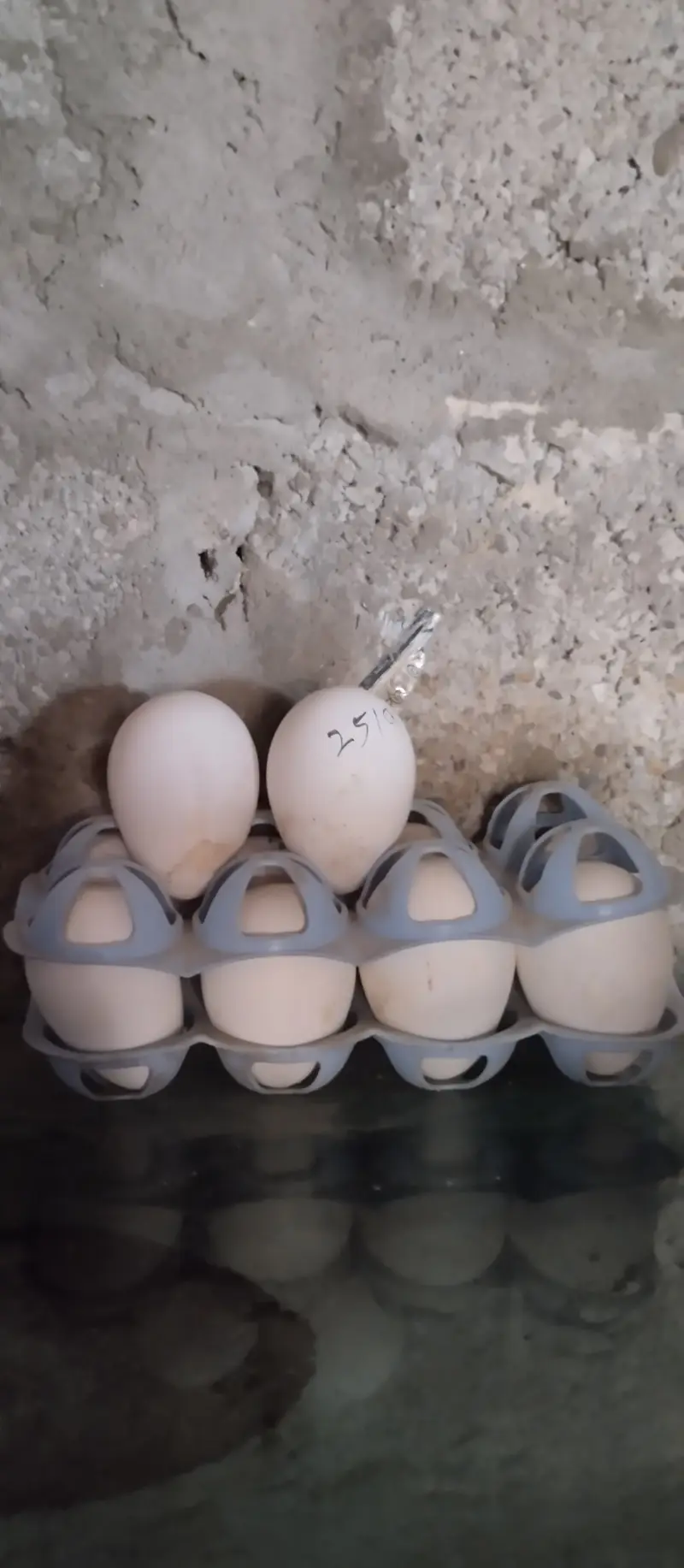 White Turkey "Fertile eggs"