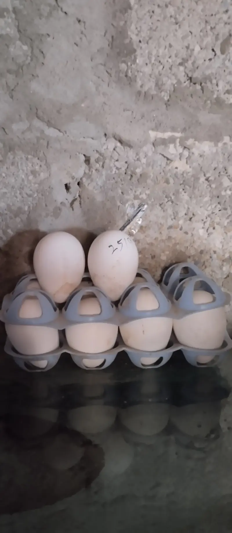 White Turkey "Fertile eggs" — photo 2