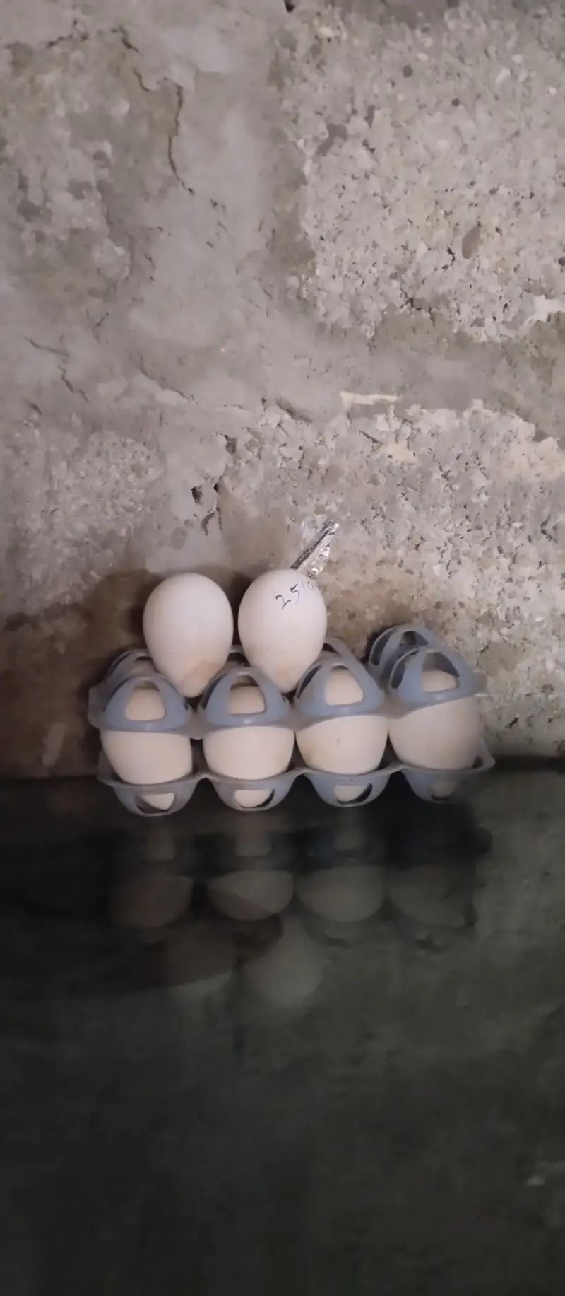 White Turkey "Fertile eggs" — photo 3