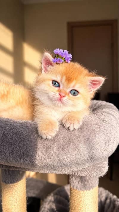 IMPORTED BRITISH SHORTHAIR KITTENS AVAILABLE FOR SALE