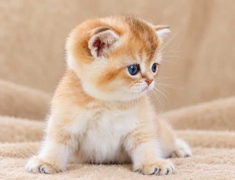 IMPORTED BRITISH SHORTHAIR KITTENS AVAILABLE FOR SALE — photo 2