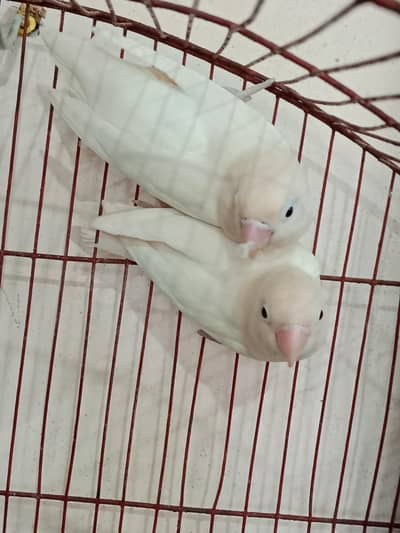 Albaino black eye breeder pair