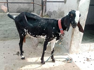 one goat male and female and kid