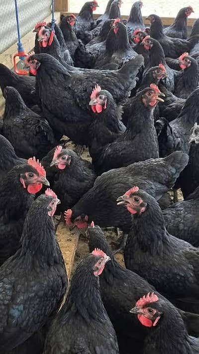 Australop Starter Chickens Available