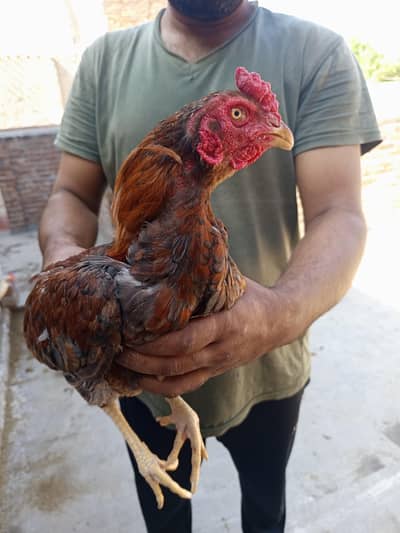 Pure mianwali breed pairs