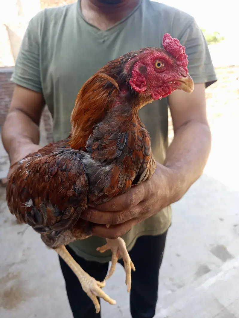 Pure mianwali breed pairs — photo 2