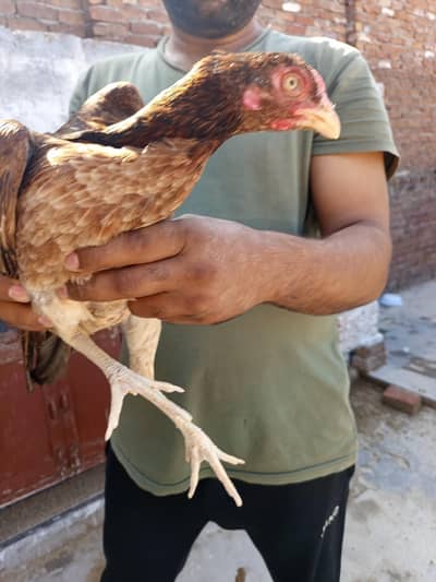 Pure mianwali breed
