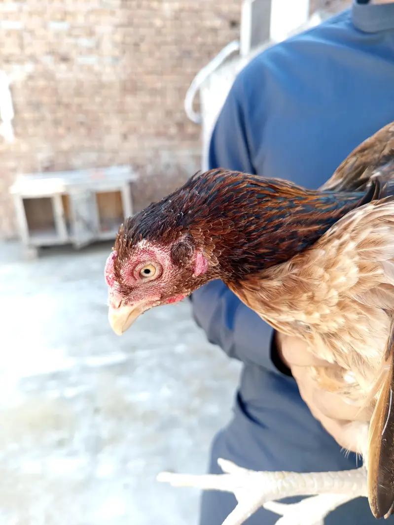 Pure mianwali breed pairs — photo 4