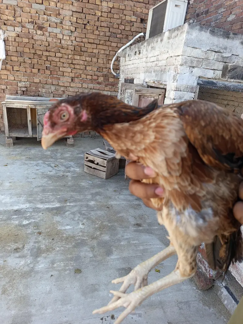 Pure mianwali breed pairs — photo 5