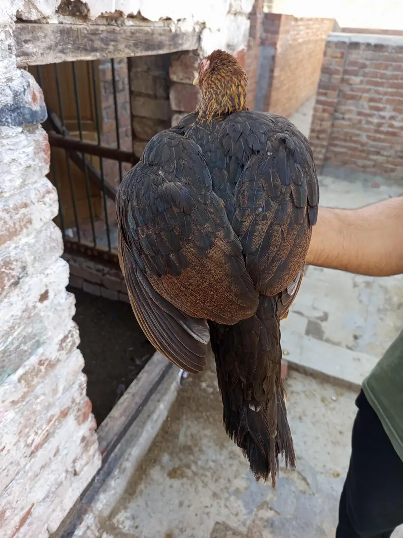 Pure mianwali breed pairs — photo 6