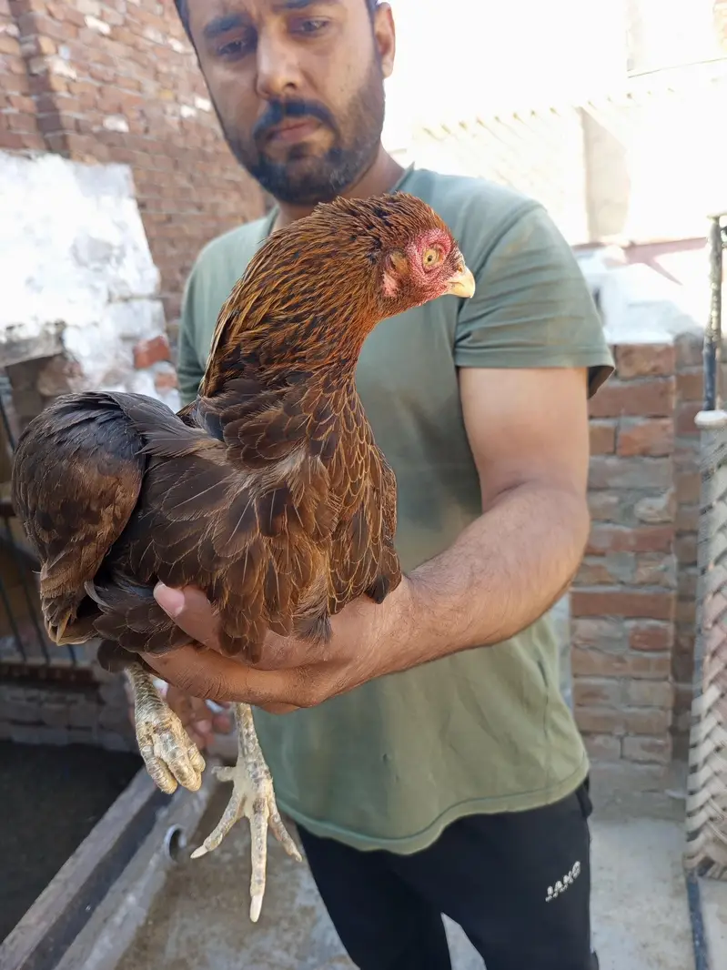 Pure mianwali breed pairs — photo 7