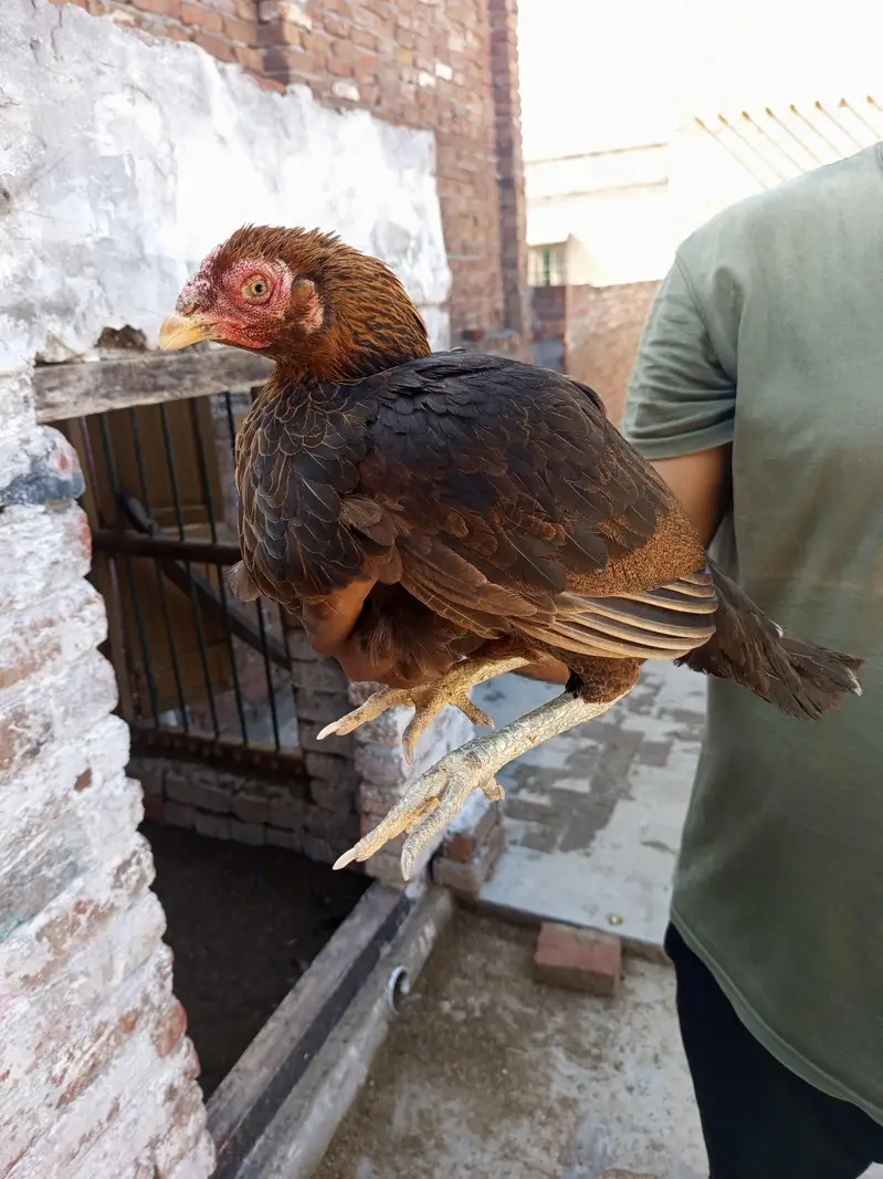 Pure mianwali breed pairs — photo 8