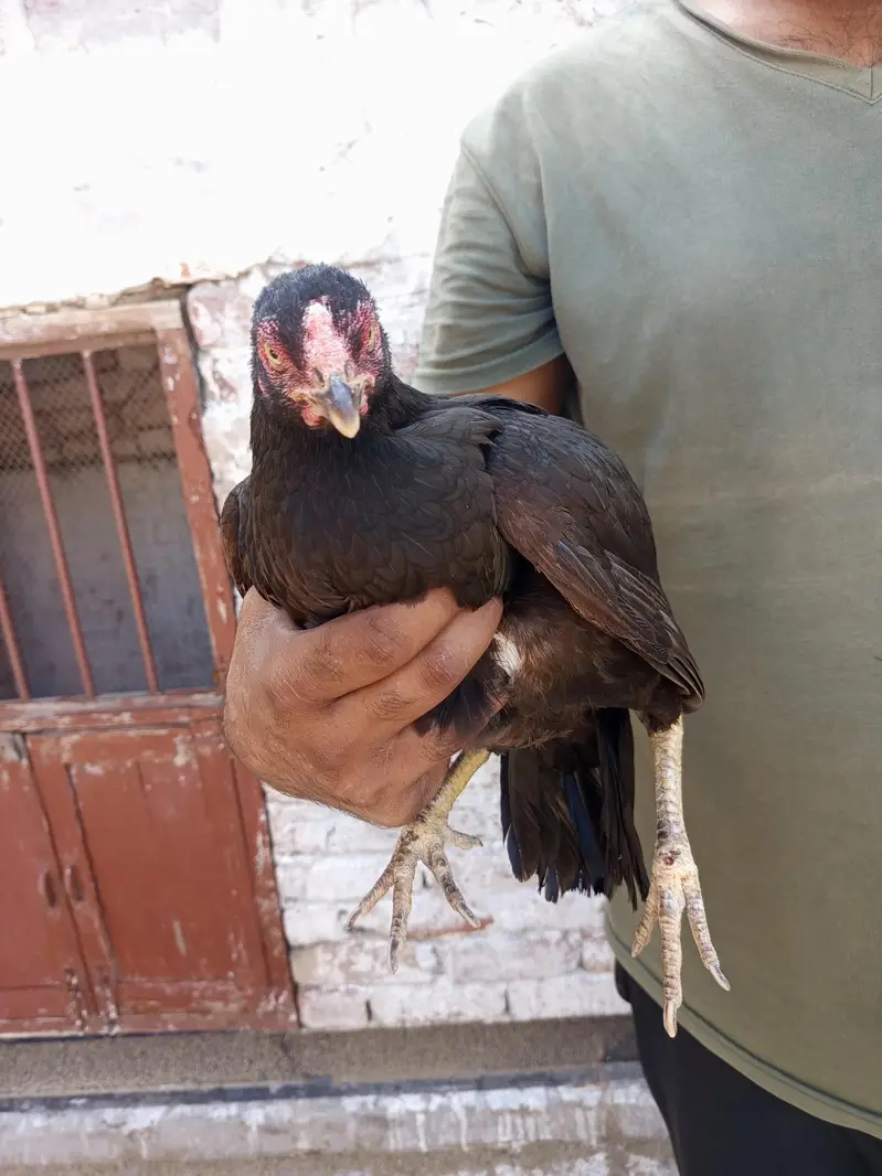 Pure mianwali breed pairs — photo 9