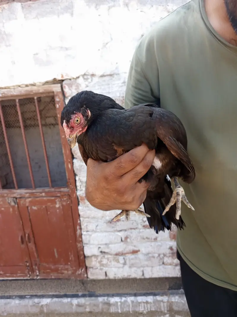Pure mianwali breed pairs — photo 10