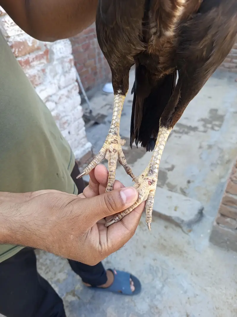 Pure mianwali breed pairs — photo 11