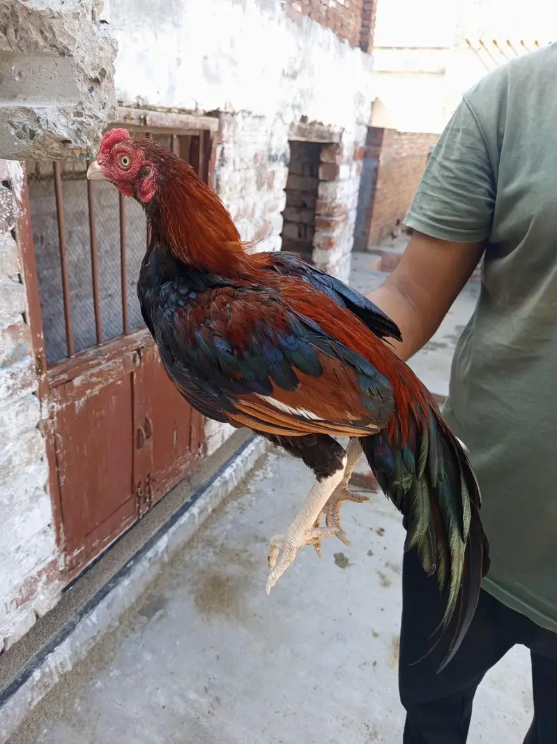 Pure mianwali breed pairs — photo 12