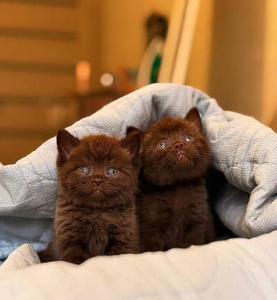RARE BRITISH SHORTHAIR KITTENS AVAILABLE FOR SALE
