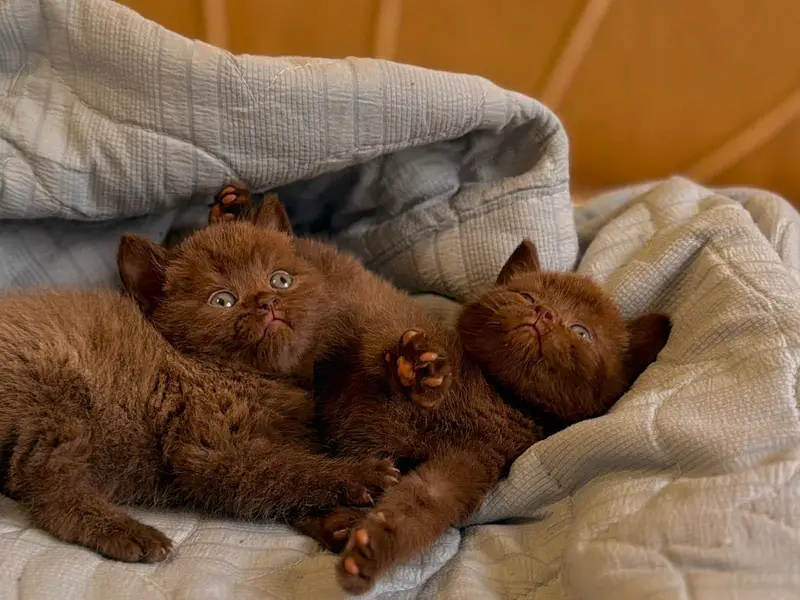 RARE BRITISH SHORTHAIR KITTENS AVAILABLE FOR SALE — photo 2