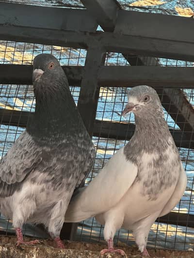 High Flyer pigeons