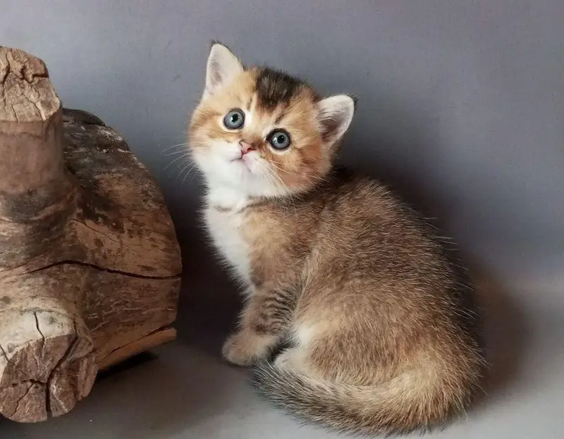 TOP QUALITY BRITISH SHORTHAIR KITTENS AVAILABLE FOR SALE — photo 2