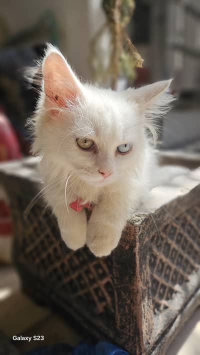 White Long Hair Cat for Sale – Odd Eyes
