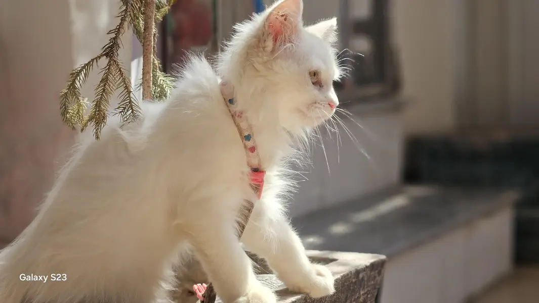 White Long Hair Cat for Sale – Odd Eyes — photo 2