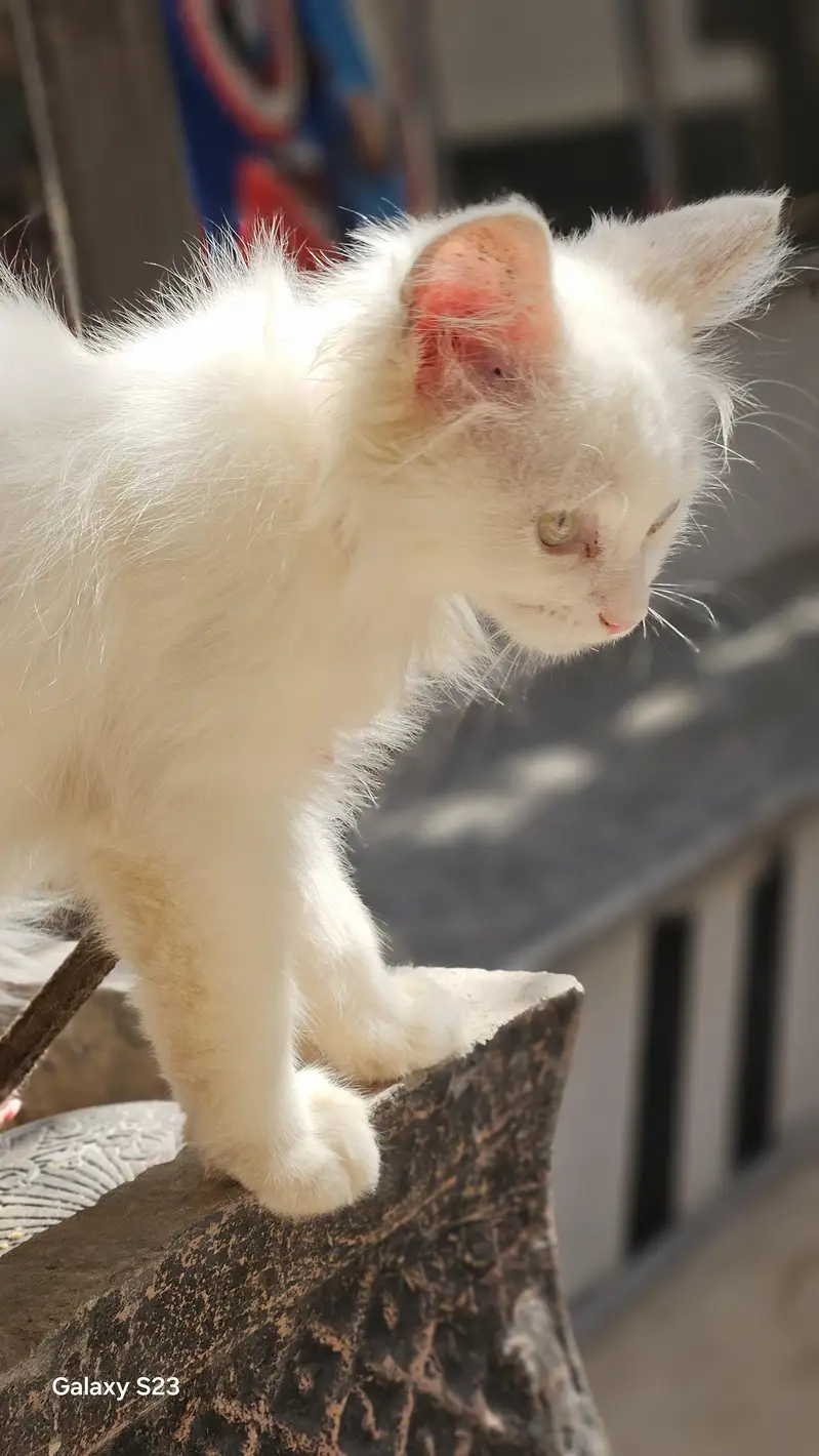 White Long Hair Cat for Sale – Odd Eyes — photo 3