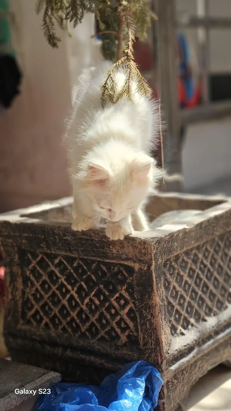 White Long Hair Cat for Sale – Odd Eyes — photo 4