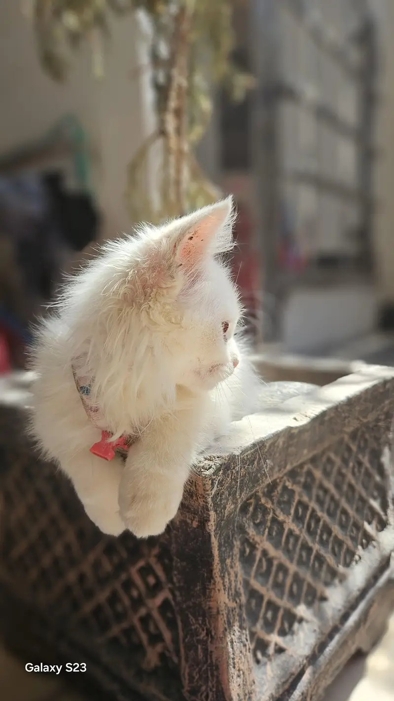 White Long Hair Cat for Sale – Odd Eyes — photo 5