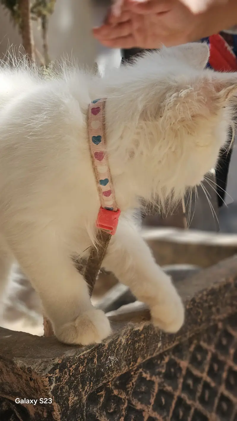 White Long Hair Cat for Sale – Odd Eyes — photo 6