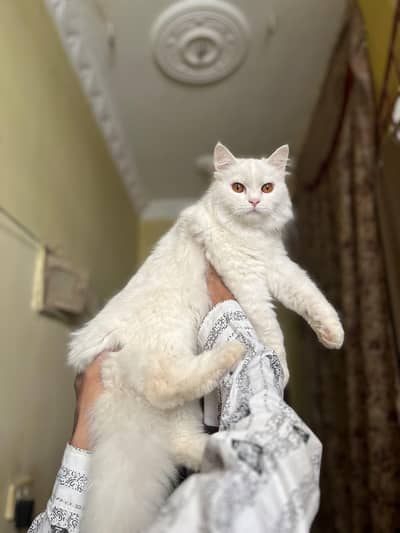 pure Persian