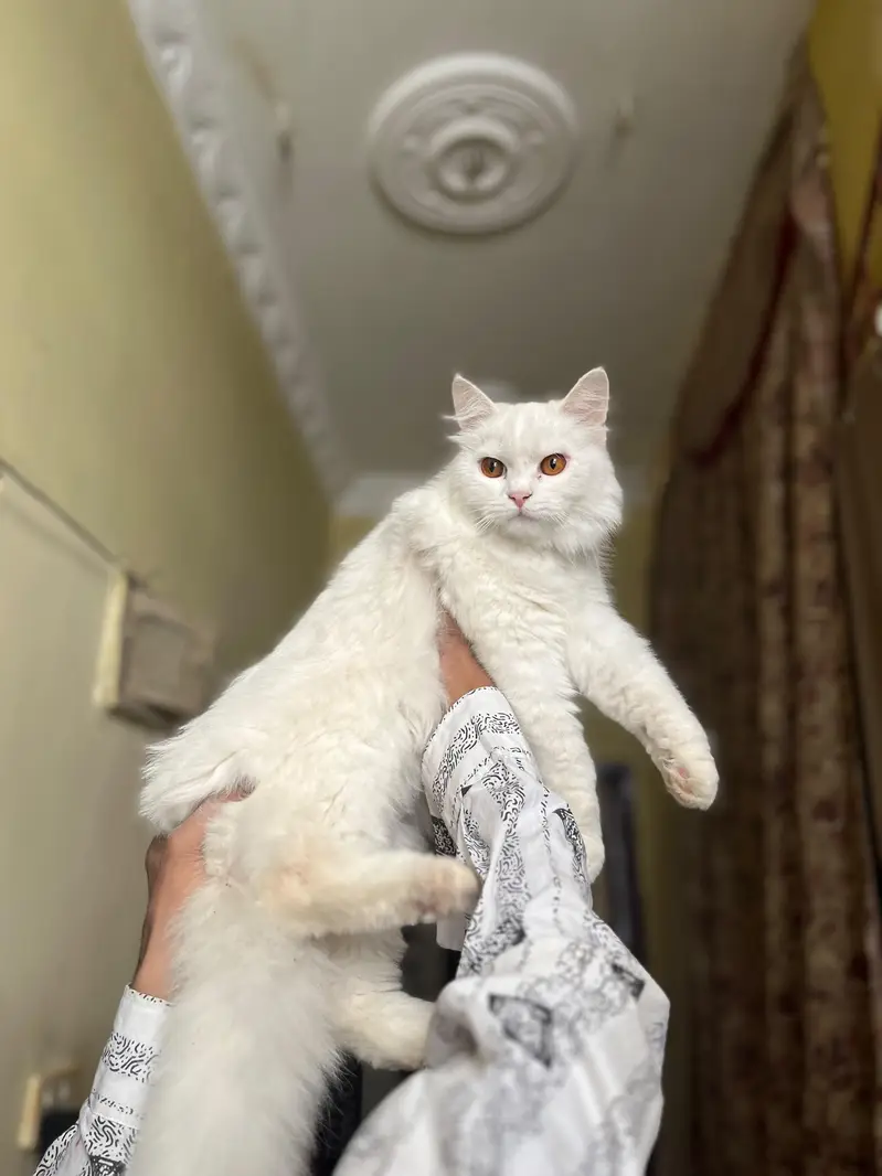 pure Persian — photo 2