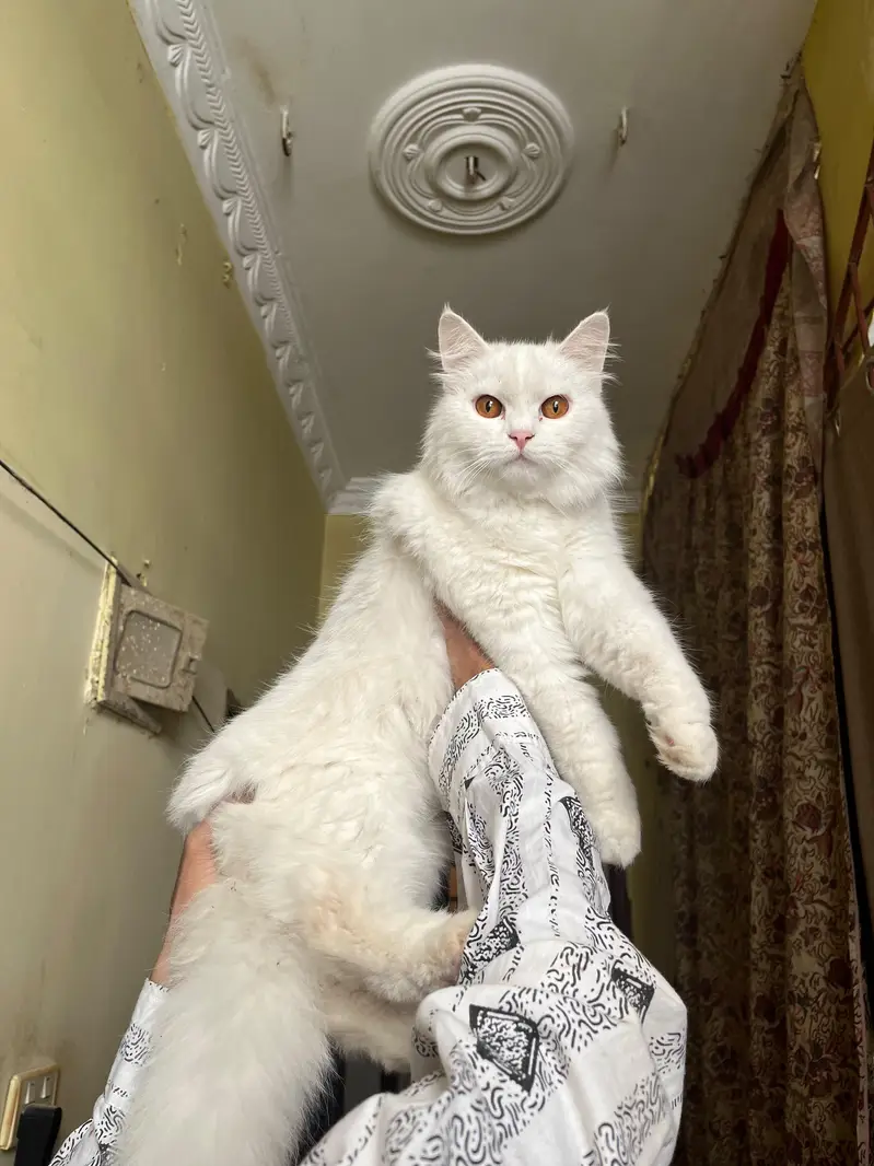 pure Persian — photo 3