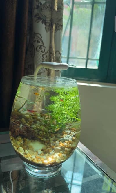 Beautiful Mini Aquarium Setup for Sale