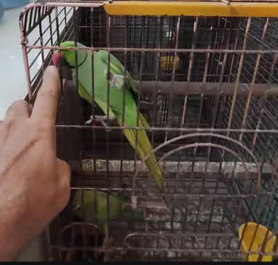 2 ringneck parrots
