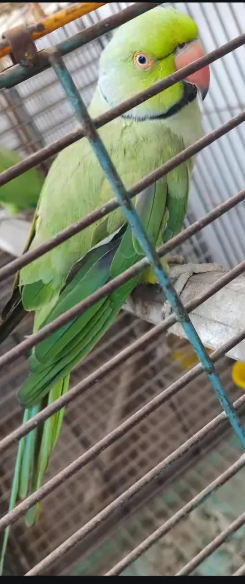 2 ringneck parrots 1